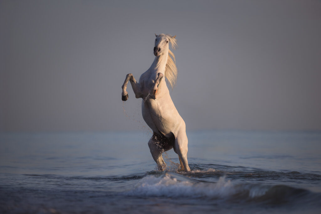 Fotoreise nach Djerba für Pferdefotografen 2026 – alle Infos & freie Plätze 3 Tierfotografie Claudia Rahlmeier
