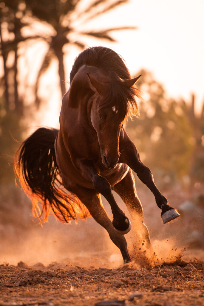Fotoreise nach Djerba für Pferdefotografen 2026 – alle Infos & freie Plätze 6 Tierfotografie Claudia Rahlmeier