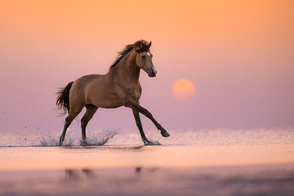 Fotoreise nach Djerba für Pferdefotografen 2026 – alle Infos & freie Plätze 10 Tierfotografie Claudia Rahlmeier