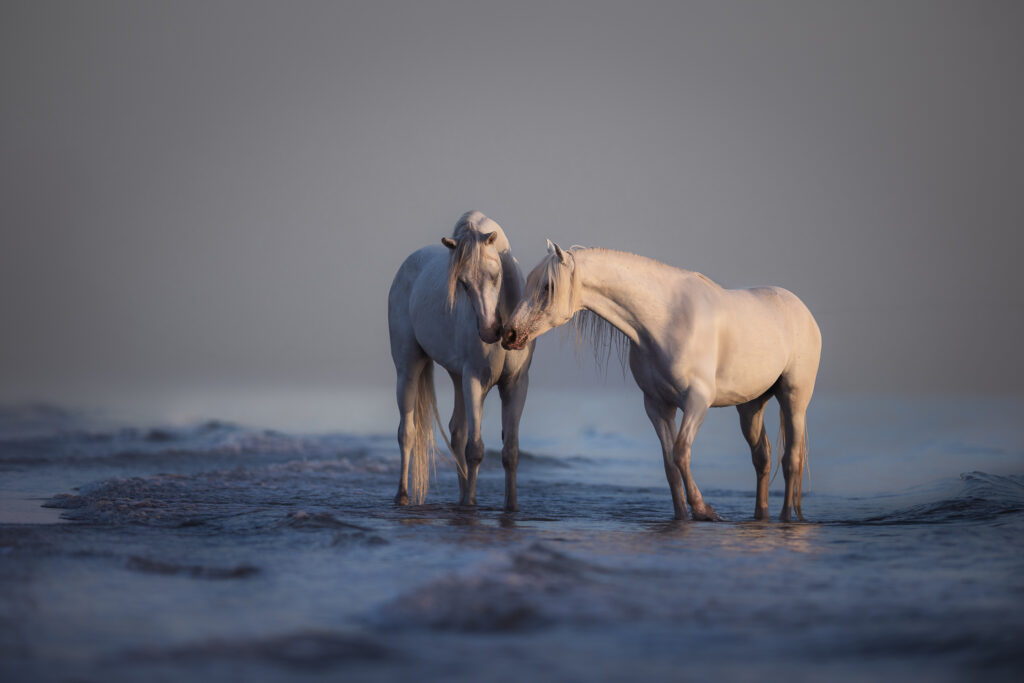 Fotoreise nach Djerba für Pferdefotografen 2026 – alle Infos & freie Plätze 11 Tierfotografie Claudia Rahlmeier