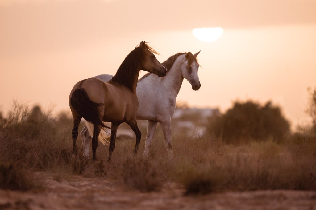 Fotoreise nach Djerba für Pferdefotografen 2026 – alle Infos & freie Plätze 15 Tierfotografie Claudia Rahlmeier