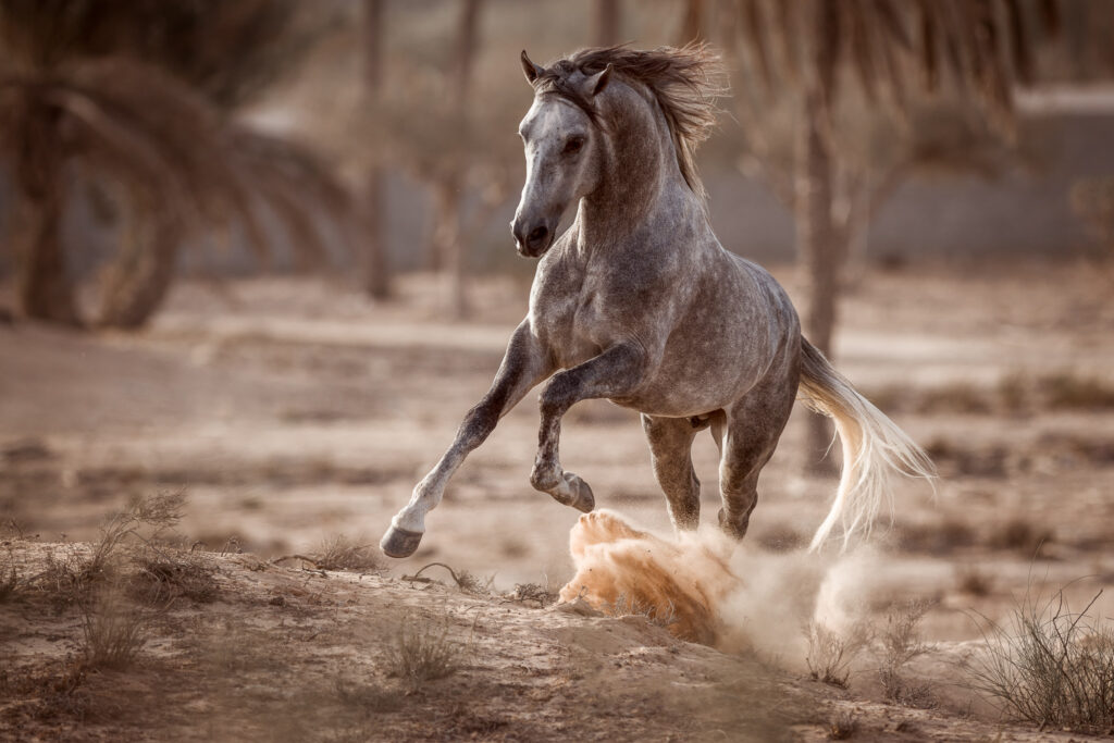 Fotoreise nach Djerba für Pferdefotografen 2026 – alle Infos & freie Plätze 21 Tierfotografie Claudia Rahlmeier
