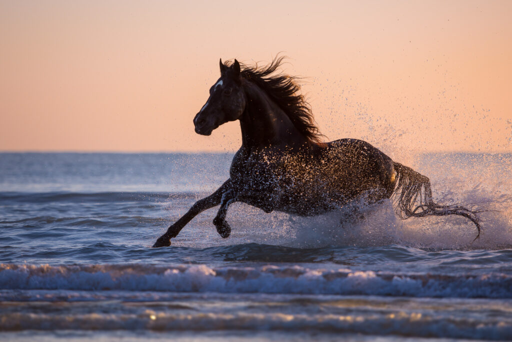 Fotoreise nach Djerba für Pferdefotografen 2026 – alle Infos & freie Plätze 19 Tierfotografie Claudia Rahlmeier