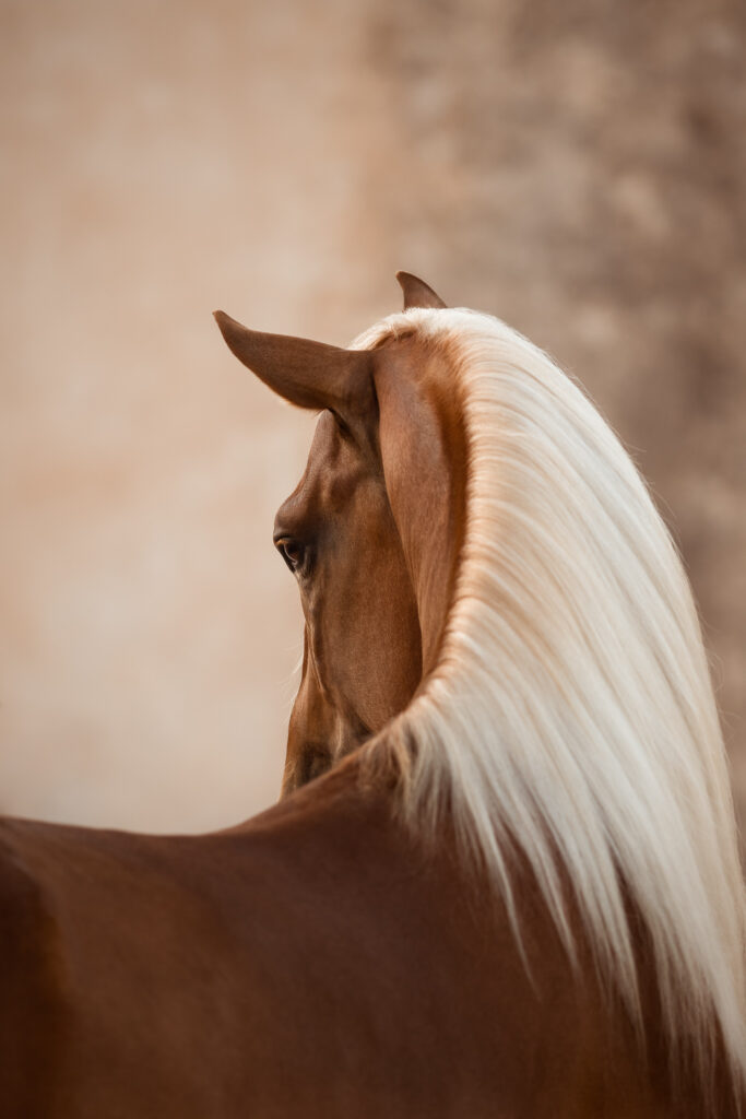 Fotoreise nach Djerba für Pferdefotografen 2026 – alle Infos & freie Plätze 12 Tierfotografie Claudia Rahlmeier