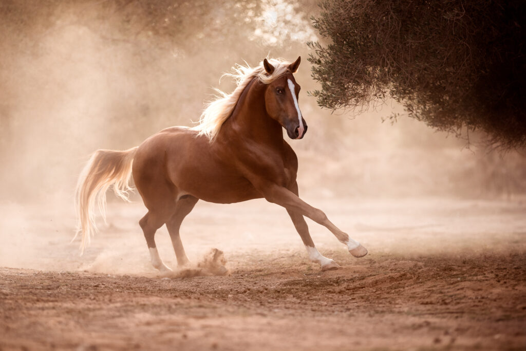 Fotoreise nach Djerba für Pferdefotografen 2026 – alle Infos & freie Plätze 9 Fotoreise nach Djerba für Pferdefotografen