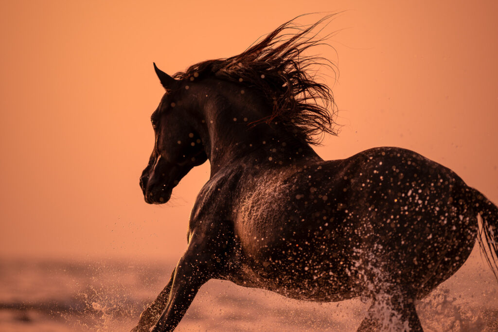 Fotoreise nach Djerba für Pferdefotografen 2026 – alle Infos & freie Plätze 14 Tierfotografie Claudia Rahlmeier