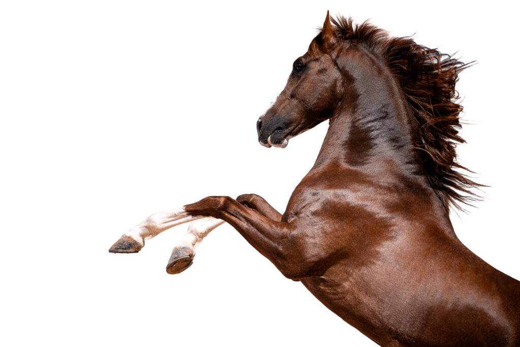 Fotoreise nach Djerba für Pferdefotografen 2026 – alle Infos & freie Plätze 23 Tierfotografie Claudia Rahlmeier