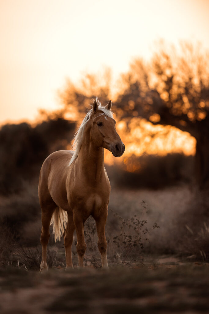 Fotoreise nach Djerba für Pferdefotografen 2026 – alle Infos & freie Plätze 13 Tierfotografie Claudia Rahlmeier