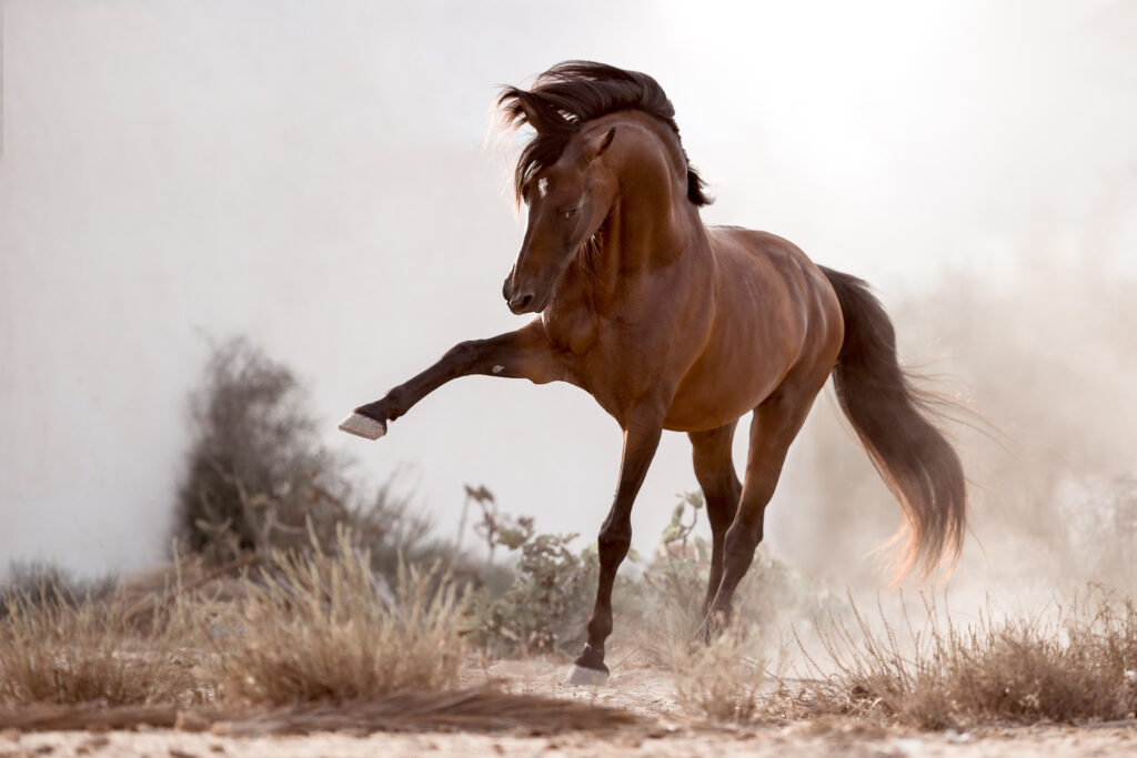 Fotoreise nach Djerba für Pferdefotografen 2026 – alle Infos & freie Plätze 18 Tierfotografie Claudia Rahlmeier