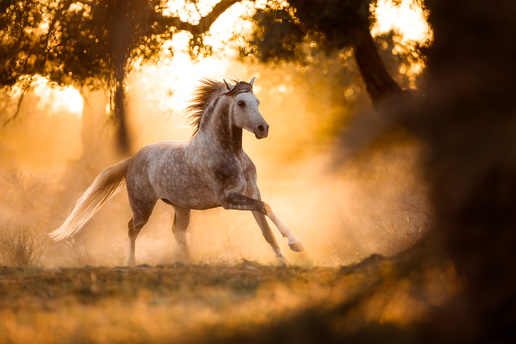 Tierfotografie Claudia Rahlmeier