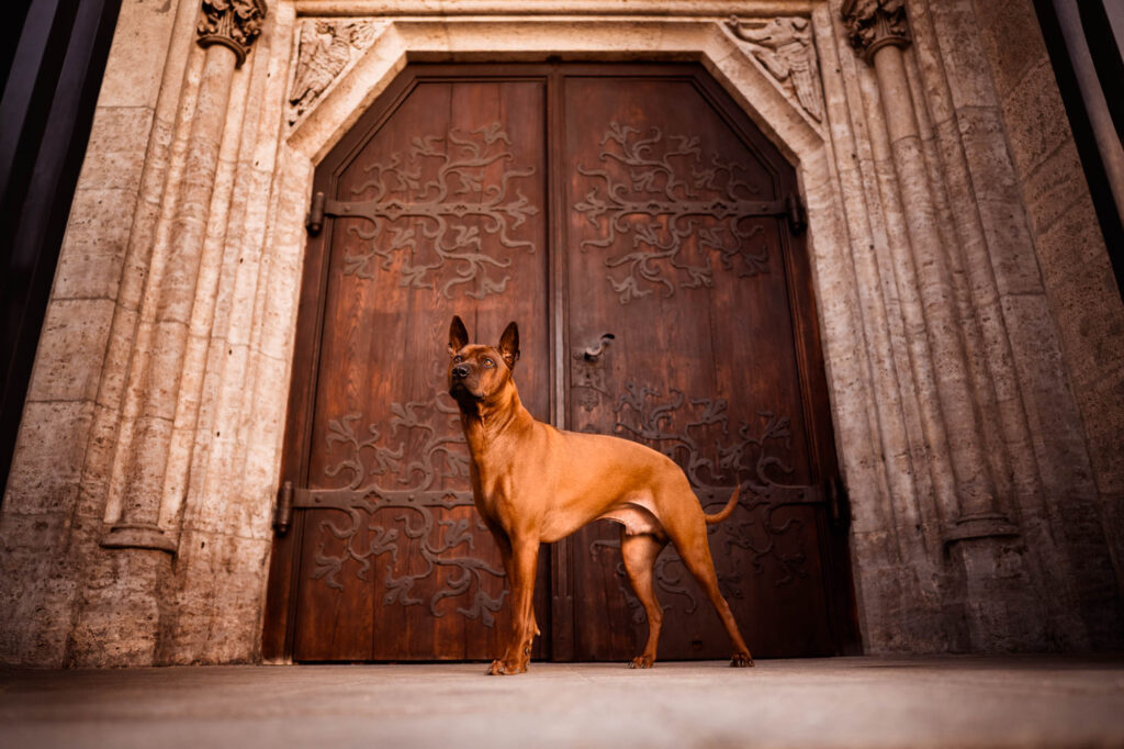 Hunde in der Stadt - Alpha in München 33 Tierfotografie Claudia Rahlmeier