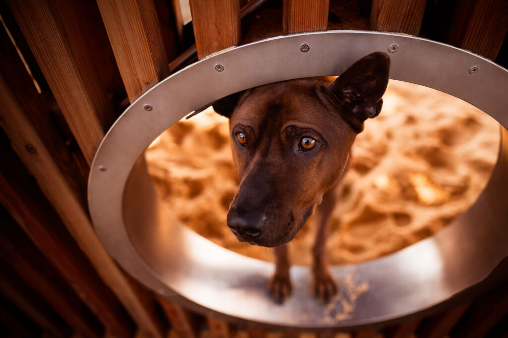 Hunde in der Stadt - Alpha in München 23 Tierfotografie Claudia Rahlmeier