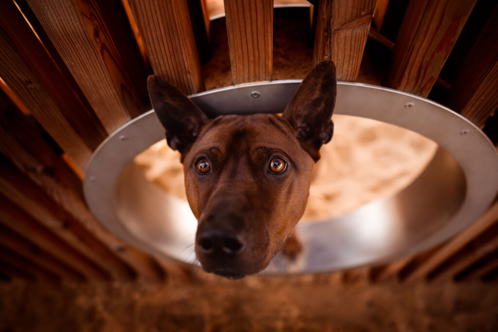 Hunde in der Stadt - Alpha in München 24 Tierfotografie Claudia Rahlmeier
