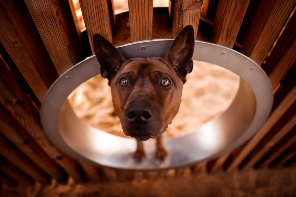 Hunde in der Stadt - Alpha in München 28 Tierfotografie Claudia Rahlmeier
