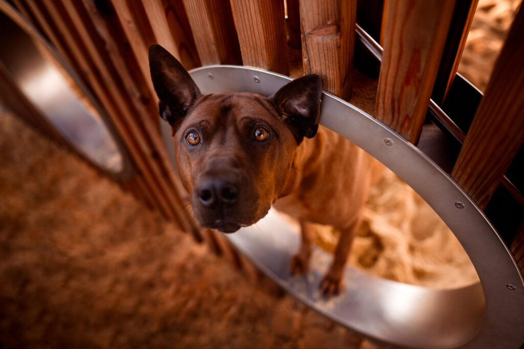 Hunde in der Stadt - Alpha in München 25 Tierfotografie Claudia Rahlmeier