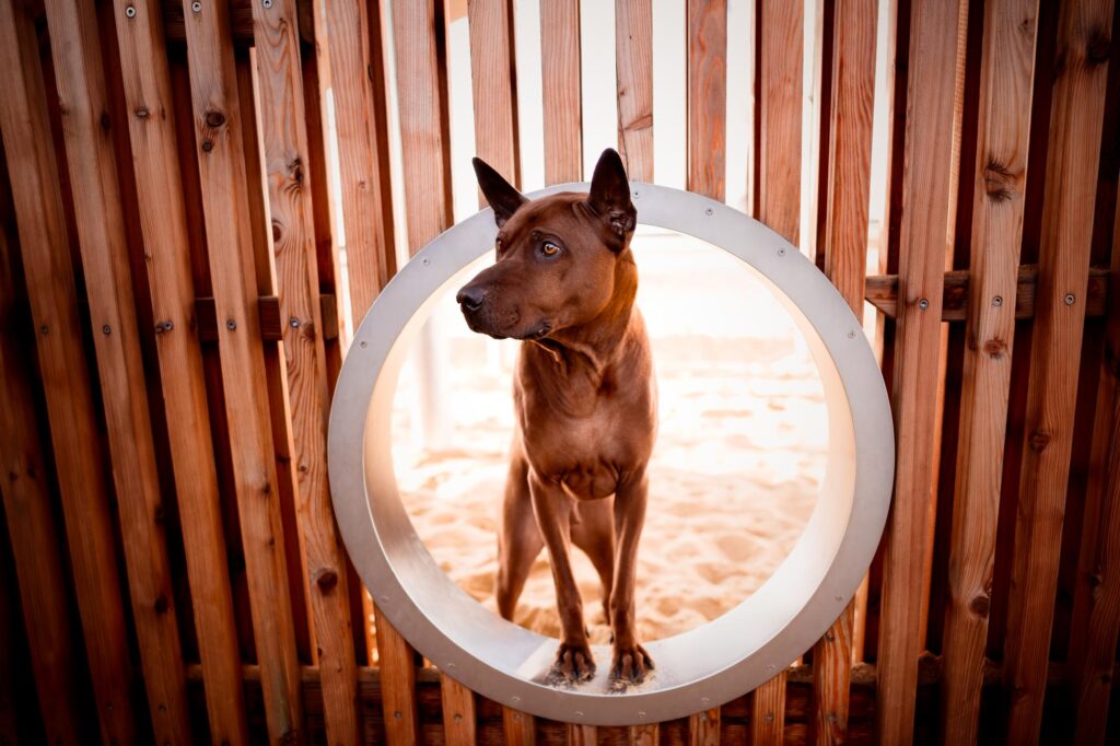 Hunde in der Stadt - Alpha in München 27 Tierfotografie Claudia Rahlmeier