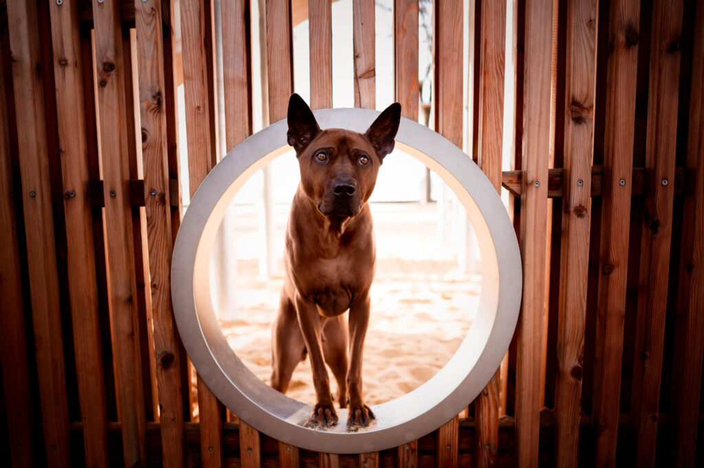 Hunde in der Stadt - Alpha in München 26 Tierfotografie Claudia Rahlmeier