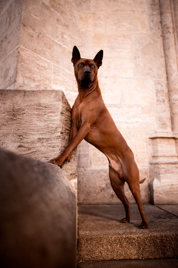 Hunde in der Stadt - Alpha in München 29 Tierfotografie Claudia Rahlmeier