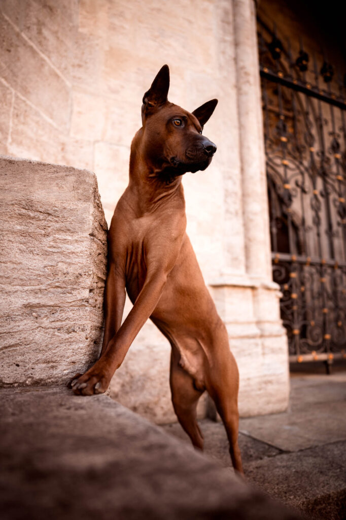 Hunde in der Stadt - Alpha in München 30 Tierfotografie Claudia Rahlmeier