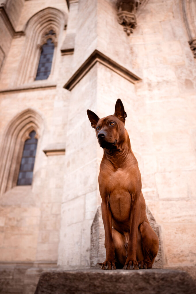 Hunde in der Stadt - Alpha in München 31 Tierfotografie Claudia Rahlmeier
