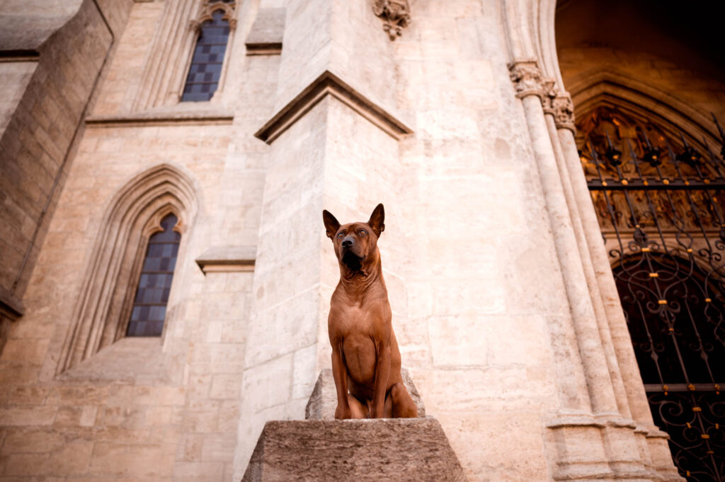 Hunde in der Stadt - Alpha in München 32 Tierfotografie Claudia Rahlmeier