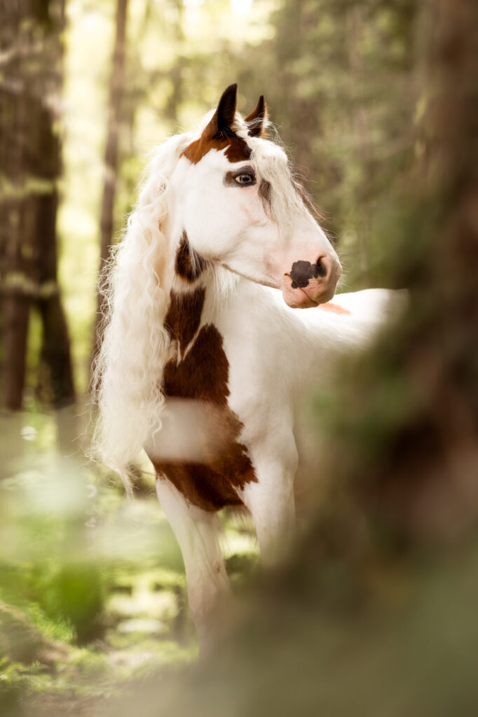 Portfoliotag am Schrankenschneiderhof 13 Tierfotografie Claudia Rahlmeier