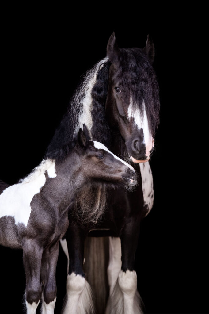 Portfoliotag am Schrankenschneiderhof 32 Tierfotografie Claudia Rahlmeier