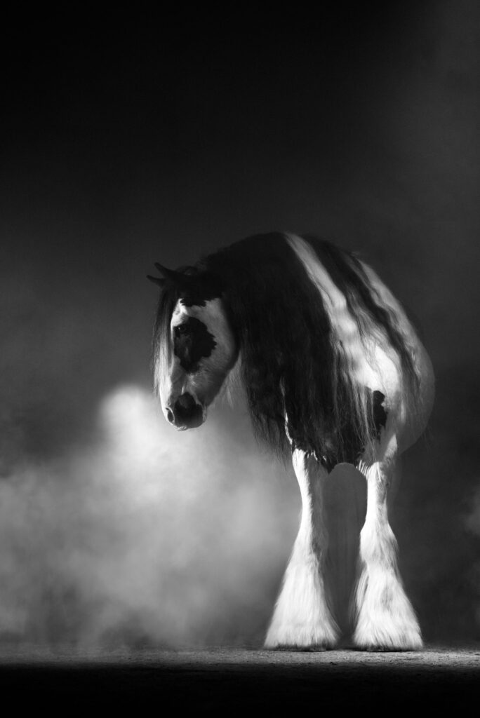 Portfoliotag am Schrankenschneiderhof 23 Tierfotografie Claudia Rahlmeier