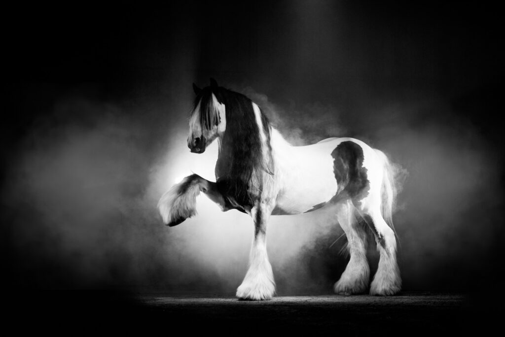 Portfoliotag am Schrankenschneiderhof 29 Tierfotografie Claudia Rahlmeier