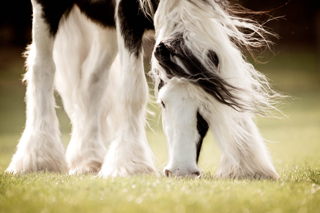 Portfoliotag am Schrankenschneiderhof 16 Tierfotografie Claudia Rahlmeier