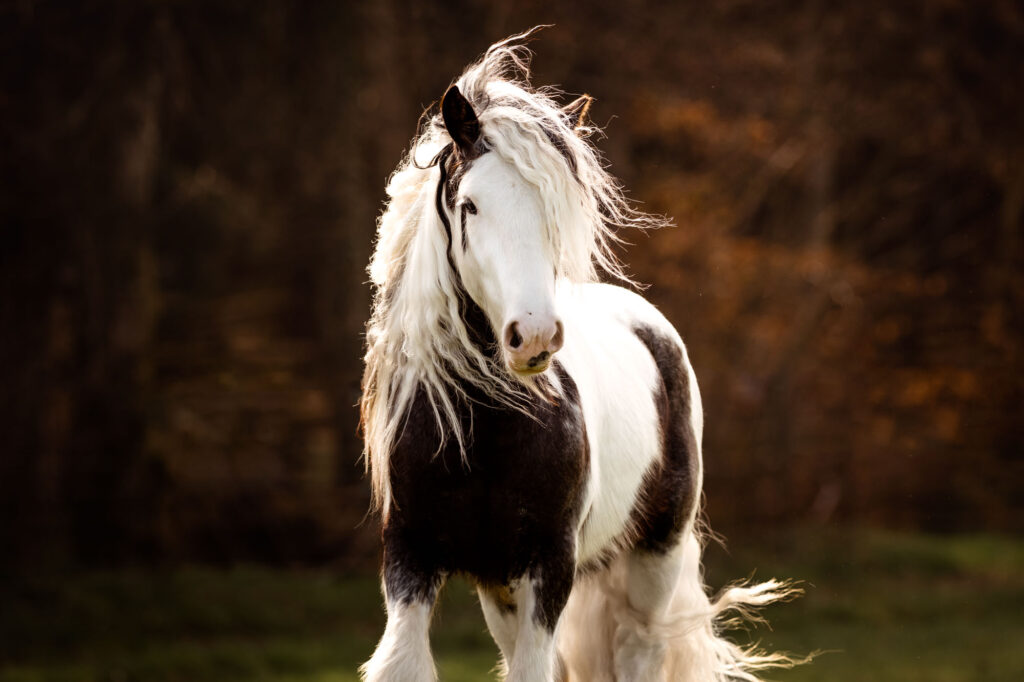 Portfoliotag am Schrankenschneiderhof 18 Tierfotografie Claudia Rahlmeier