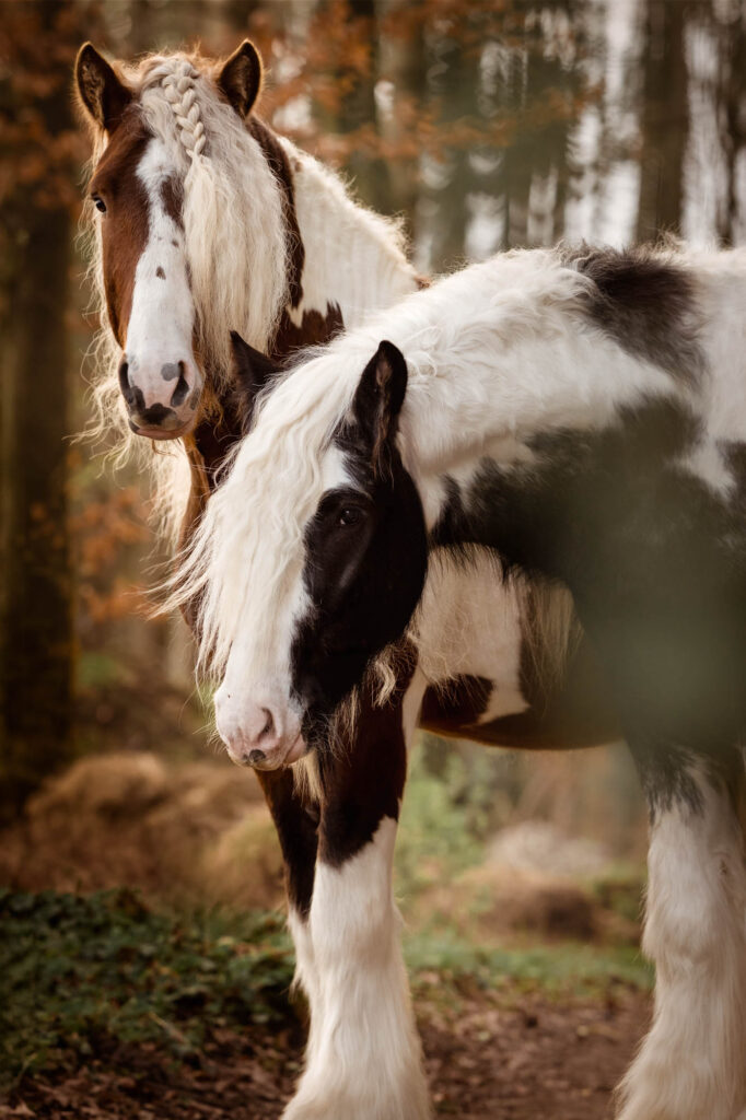 Portfoliotag am Schrankenschneiderhof 14 Tierfotografie Claudia Rahlmeier