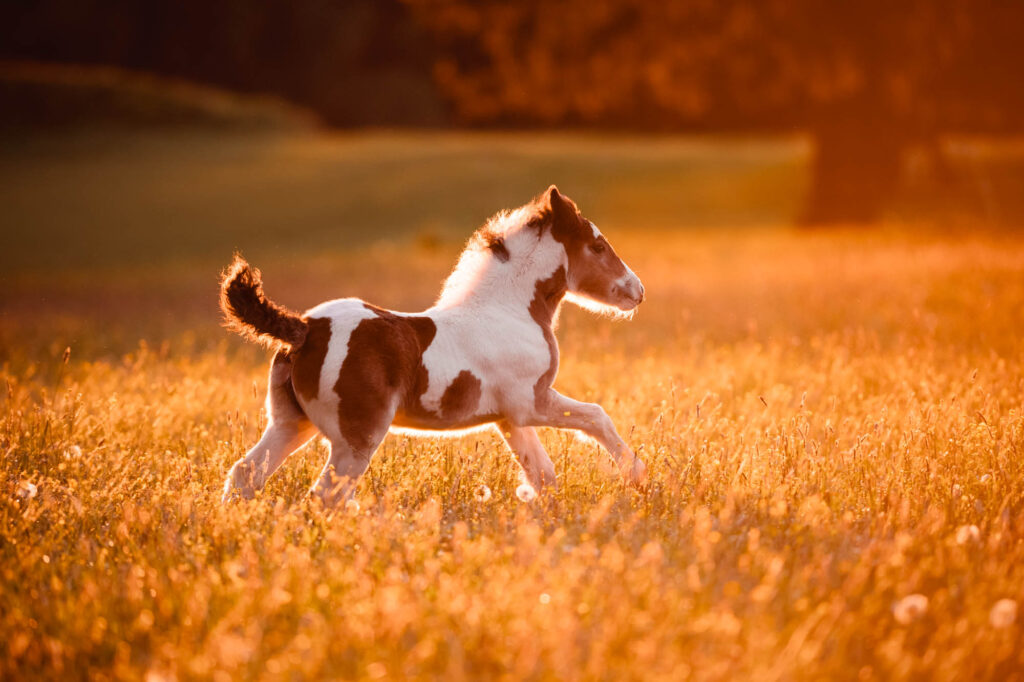 Portfoliotag am Schrankenschneiderhof 19 Tierfotografie Claudia Rahlmeier