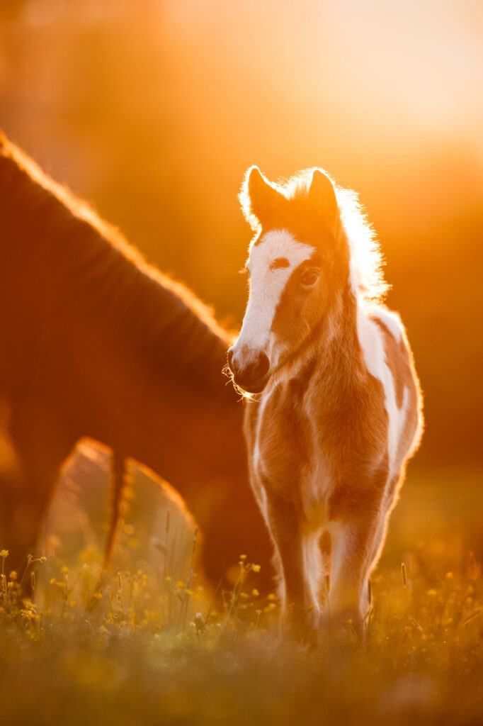 Portfoliotag am Schrankenschneiderhof 15 Tierfotografie Claudia Rahlmeier