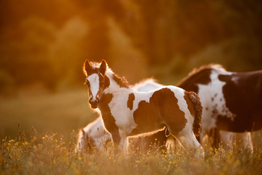 Portfoliotag am Schrankenschneiderhof 30 Tierfotografie Claudia Rahlmeier