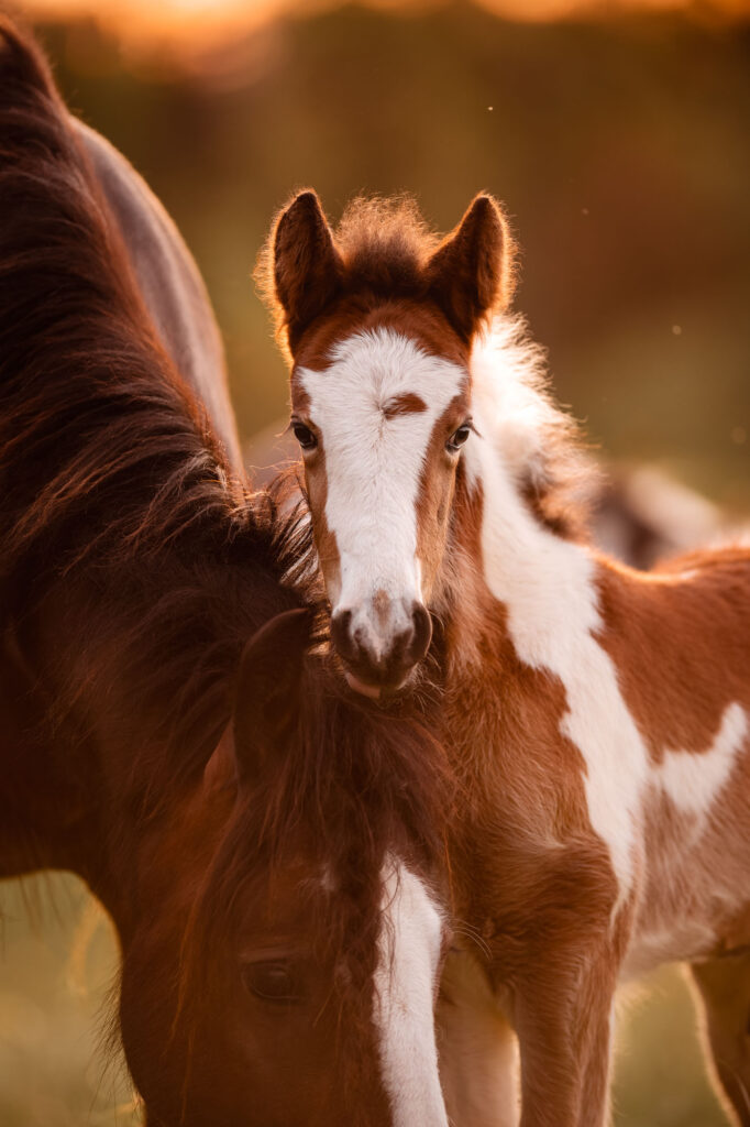 Portfoliotag am Schrankenschneiderhof 31 Tierfotografie Claudia Rahlmeier