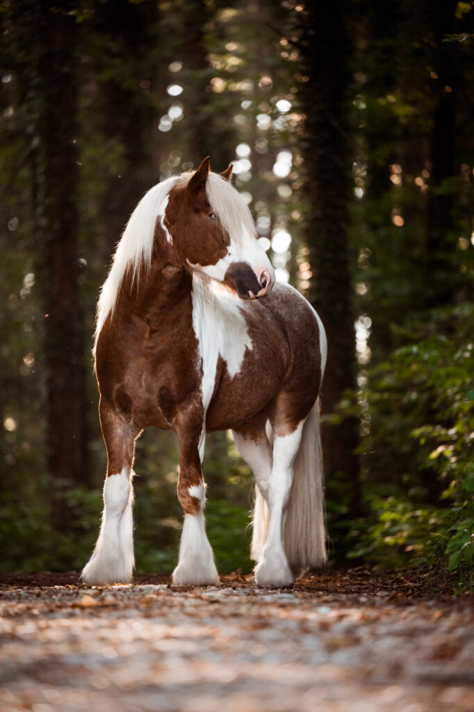 Portfoliotag am Schrankenschneiderhof 22 Tierfotografie Claudia Rahlmeier
