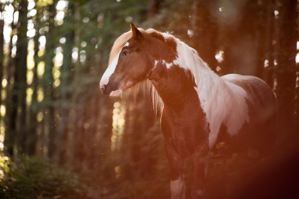 Portfoliotag am Schrankenschneiderhof 27 Tierfotografie Claudia Rahlmeier