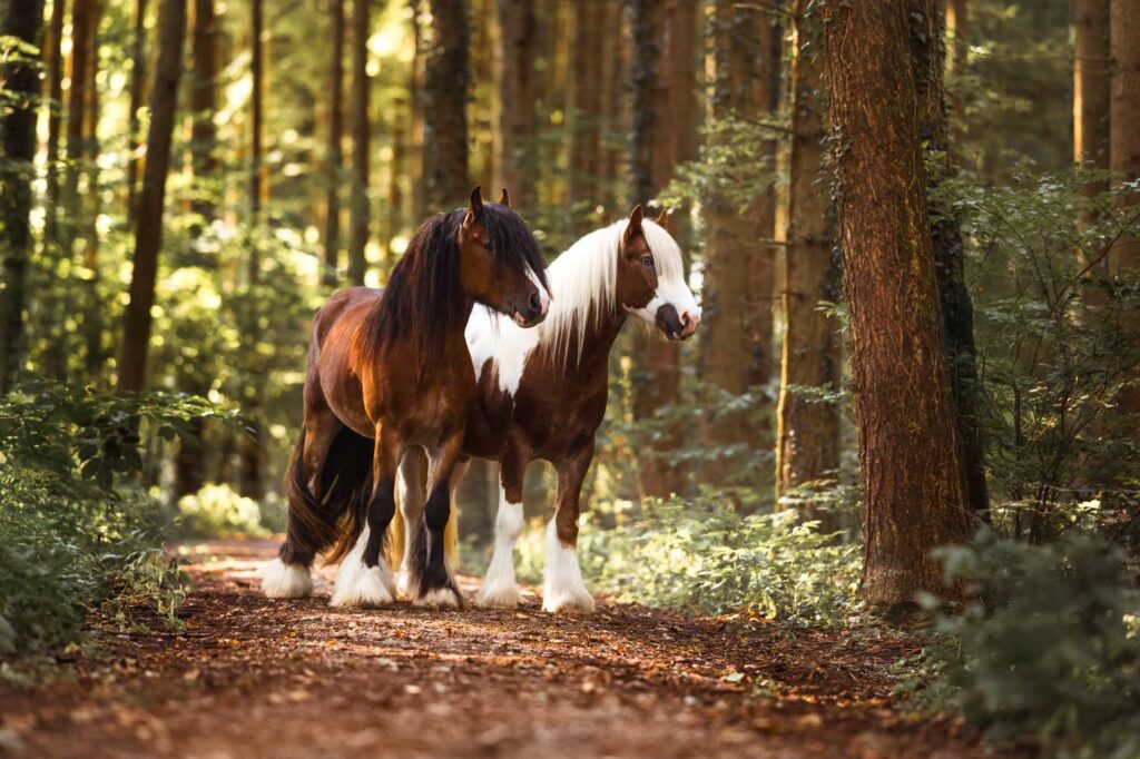 Portfoliotag am Schrankenschneiderhof 28 Tierfotografie Claudia Rahlmeier