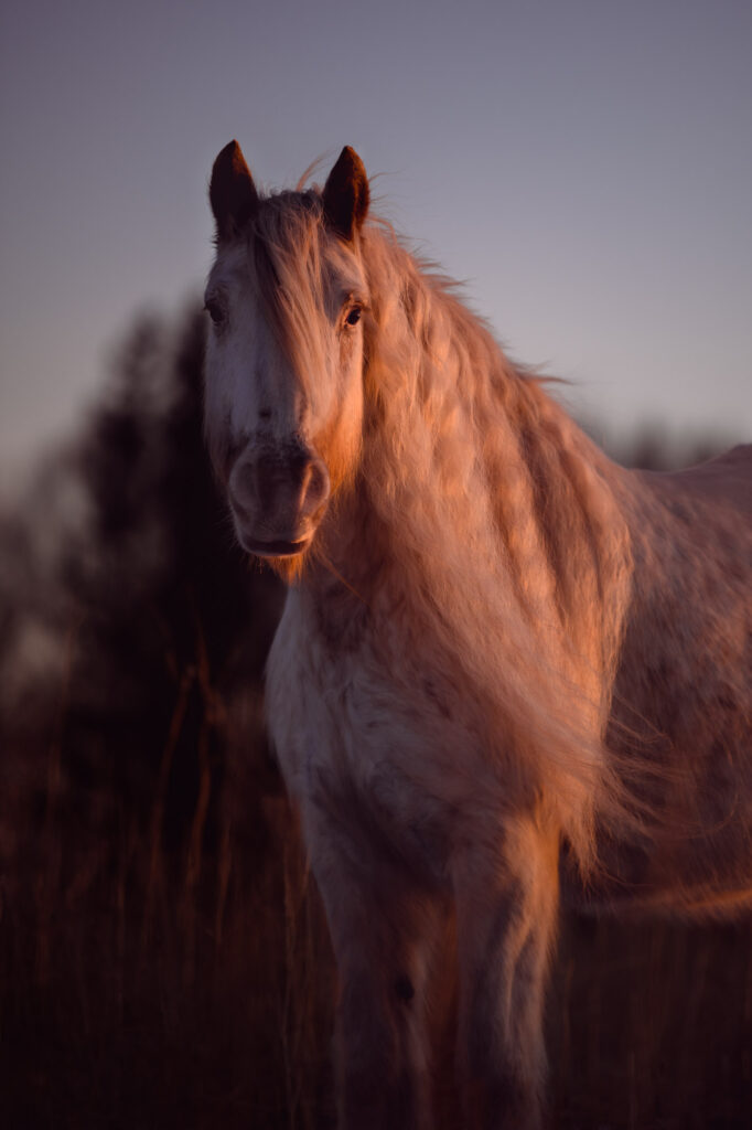 Portfoliotag am Schrankenschneiderhof 24 Tierfotografie Claudia Rahlmeier