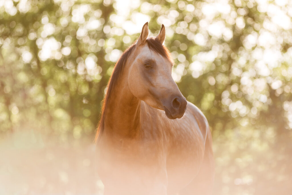 Die 5 schönsten Locations für Dein Fotoshooting mit Pferd 16 Die 5 schönsten Locations für Dein Fotoshooting mit Pferd