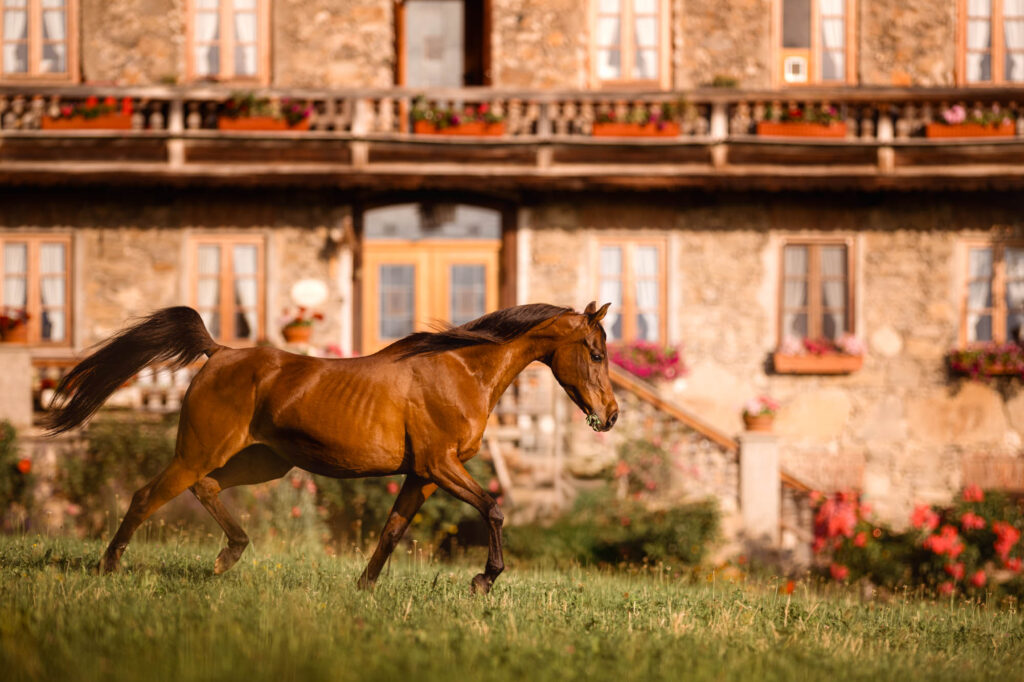Die 5 schönsten Locations für Dein Fotoshooting mit Pferd 46 Tierfotografie Claudia Rahlmeier