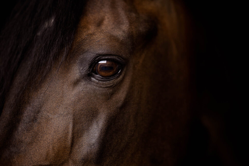 Rainbowcolours New Forest Ponys 23 Tierfotografie Claudia Rahlmeier