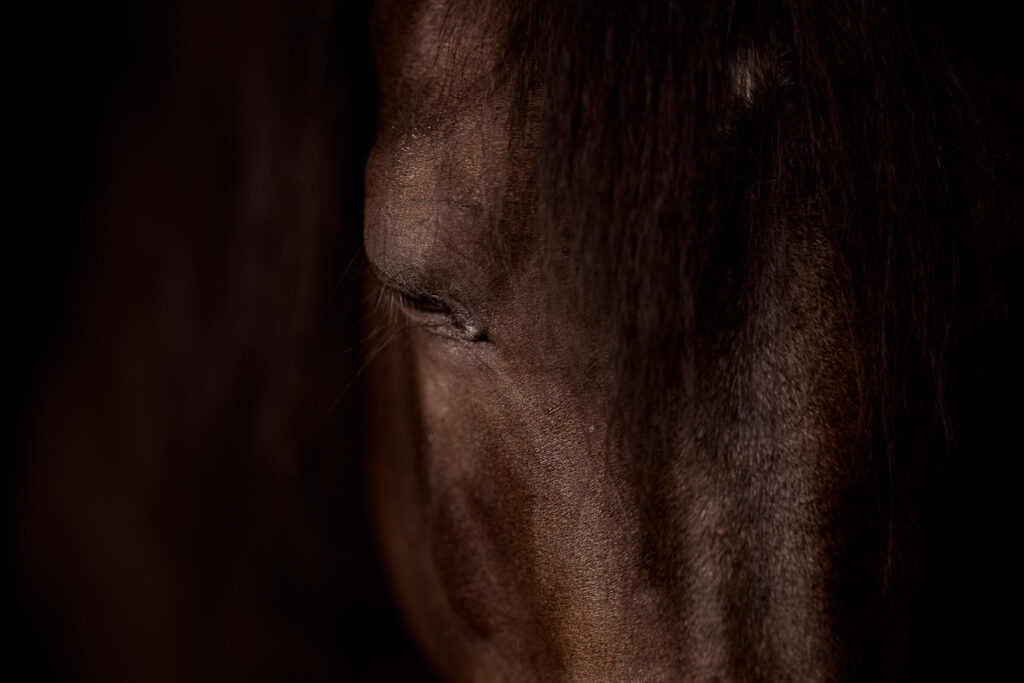 Rainbowcolours New Forest Ponys 25 Tierfotografie Claudia Rahlmeier