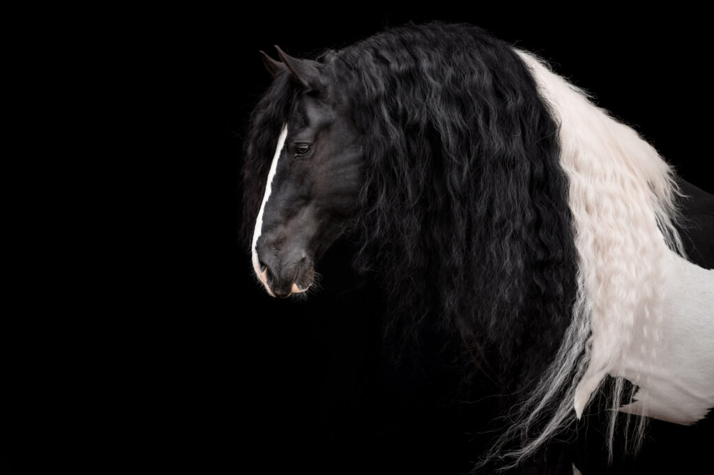 Die 5 schönsten Locations für Dein Fotoshooting mit Pferd 21 Tierfotografie Claudia Rahlmeier