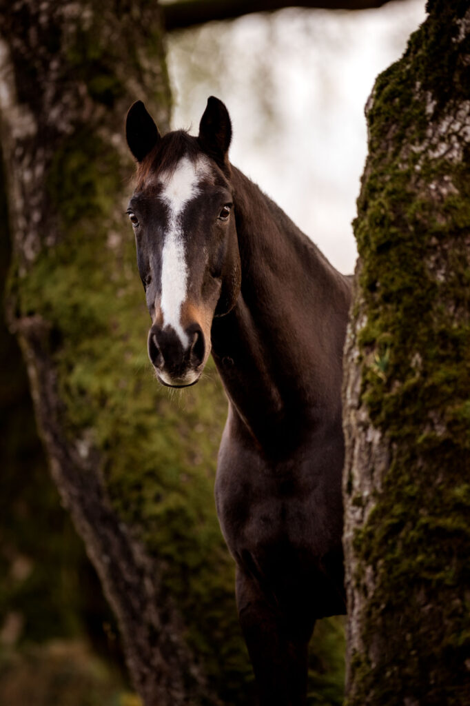 Die 5 schönsten Locations für Dein Fotoshooting mit Pferd 3 Die 5 schönsten Locations für Dein Fotoshooting mit Pferd