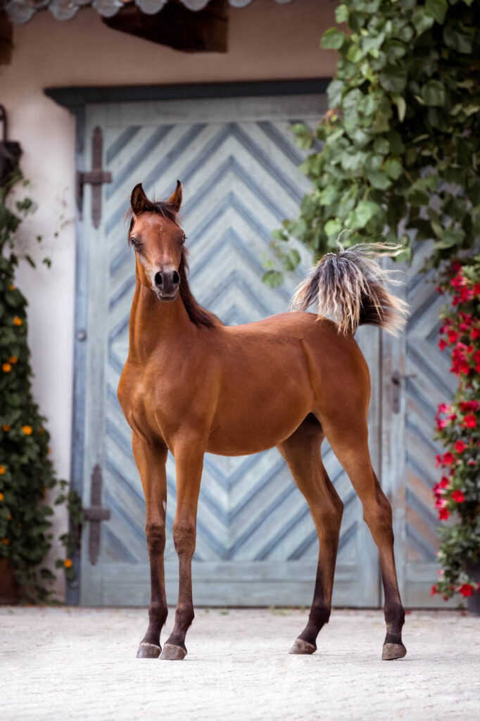 Die 5 schönsten Locations für Dein Fotoshooting mit Pferd 44 Tierfotografie Claudia Rahlmeier