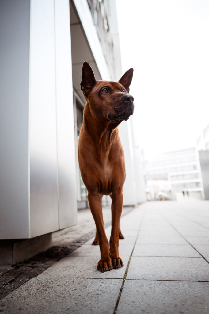 Hunde in der Stadt - Alpha in München 7 Tierfotografie Claudia Rahlmeier