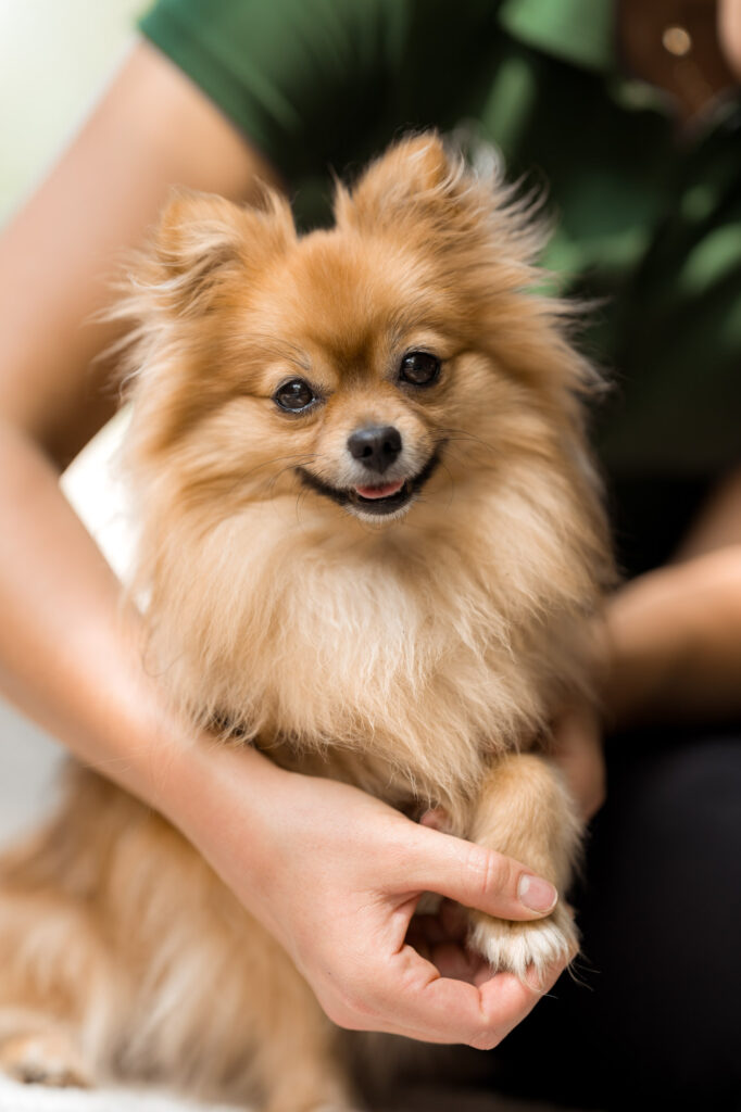 Fotografie für Selbstständige im Pferdebereich 12 Tierfotografie Claudia Rahlmeier