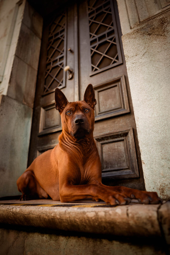 Hunde in der Stadt - Alpha in München 18 Tierfotografie Claudia Rahlmeier